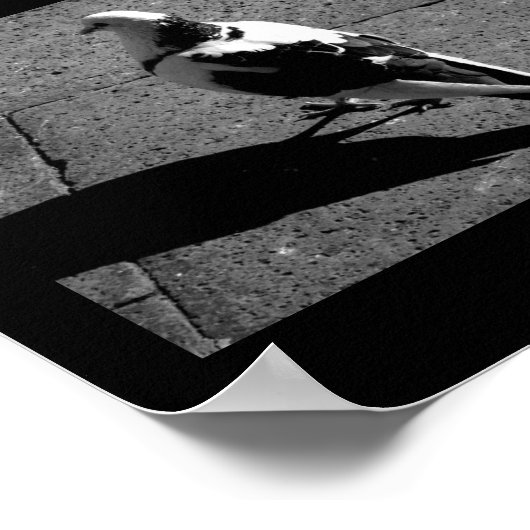 Taube in Venedig Poster (Ecke)