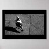 Taube in Venedig Poster (Vorne)