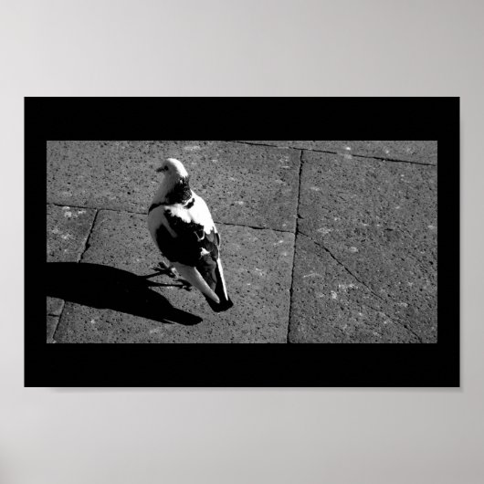 Taube in Venedig Poster (Vorne)