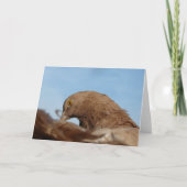 Taube Karte (Vorderseite)