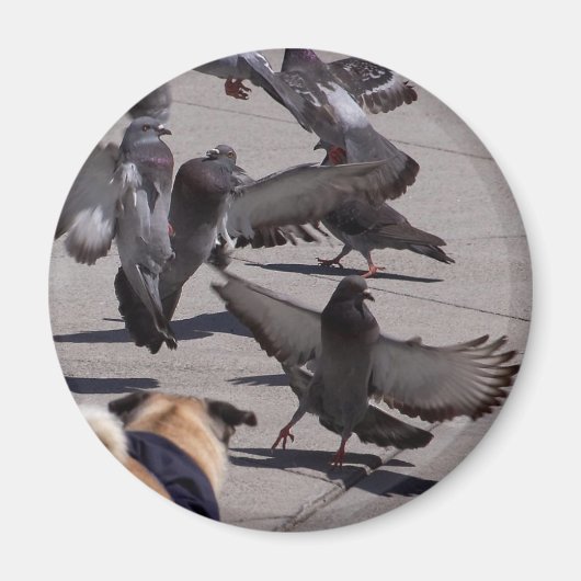 Taube Magnet (Vorne)