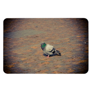 Taube Magnet
