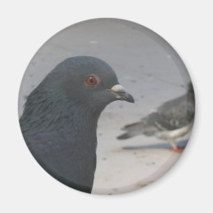 Taube Magnet