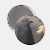 Taube Magnet (Vorderseite/Rückseite)