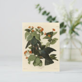 Taube mit weißer Krone - Audubons Vögel aus Amerik Postkarte (Stehend Vorderseite)