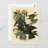 Taube mit weißer Krone - Audubons Vögel aus Amerik Postkarte (Vorne/Hinten)