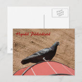 Taube nach Ostern - Postkarte (Vorne/Hinten)