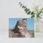 Taube namens Herr Taube Postkarte (Stehend Vorderseite)