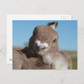 Taube namens Herr Taube Postkarte (Vorne/Hinten)