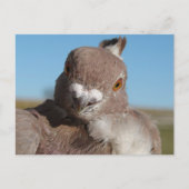 Taube namens Herr Taube Postkarte (Vorderseite)