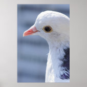 Taube Poster (Vorne)