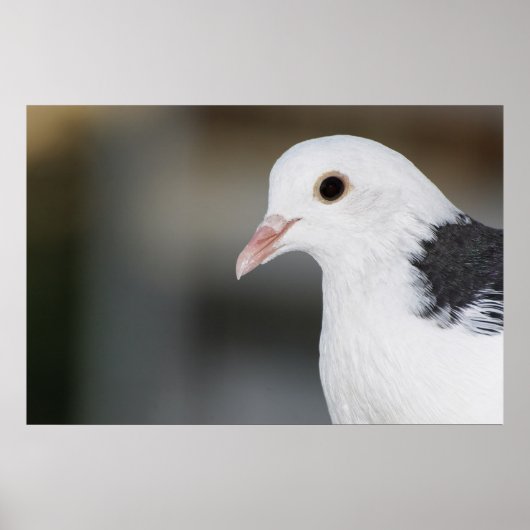 Taube Poster (Vorne)