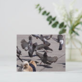 Taube Postkarte (Stehend Vorderseite)