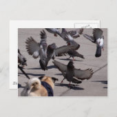 Taube Postkarte (Vorne/Hinten)