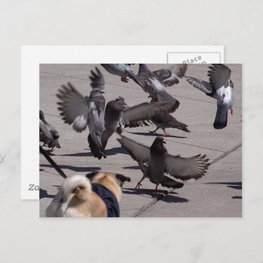 Taube Postkarte (Vorne/Hinten)