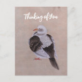 Taube Postkarte (Vorderseite)
