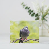 Taube Postkarte (Stehend Vorderseite)