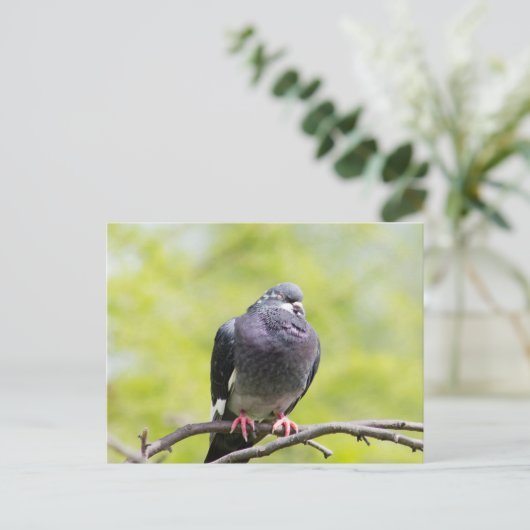 Taube Postkarte (Stehend Vorderseite)