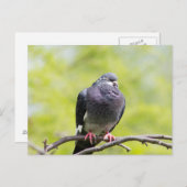 Taube Postkarte (Vorne/Hinten)