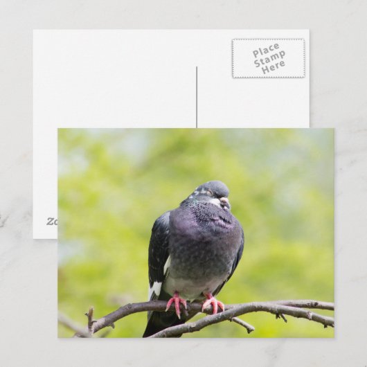 Taube Postkarte (Vorne/Hinten)