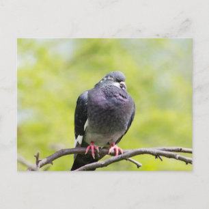 Taube Postkarte