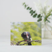 Taube Postkarte (Stehend Vorderseite)