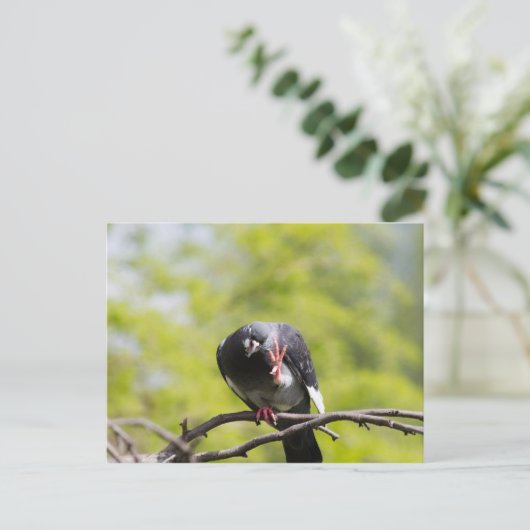 Taube Postkarte (Stehend Vorderseite)