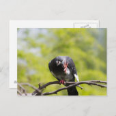 Taube Postkarte (Vorne/Hinten)