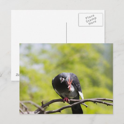 Taube Postkarte (Vorne/Hinten)