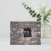 Taube Taube Postkarte (Stehend Vorderseite)