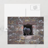 Taube Taube Postkarte (Vorne/Hinten)