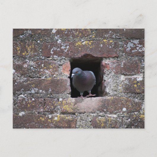 Taube Taube Postkarte (Vorderseite)