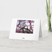 Taube u. Redbud Blüten Karte (Rückseite)