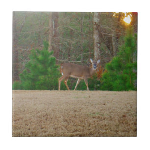 Taube und Kiefern Fliese