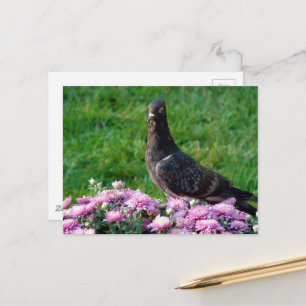Taube und Mütter Postkarte