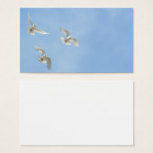 Tauben (Vorne & Hinten)