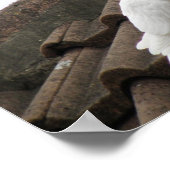 Tauben 36 poster (Ecke)