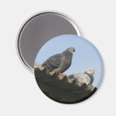 Tauben auf dem Dach. Magnet (Vorderseite/Rückseite)