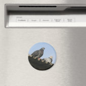 Tauben auf dem Dach. Magnet (In Situ (Geschirrspüler))