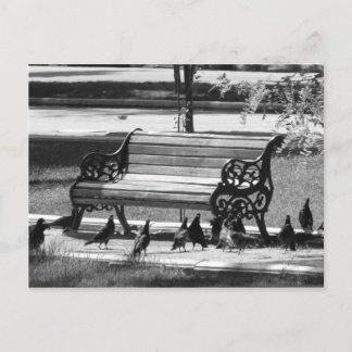 Tauben auf der Empty Park Bench Postkarte
