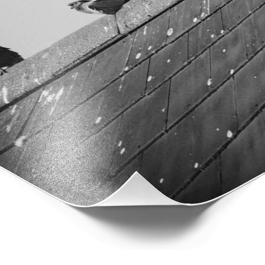 Tauben auf einem Dach Fotodruck (Ecke)