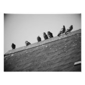 Tauben auf einem Dach Fotodruck (Vorne)
