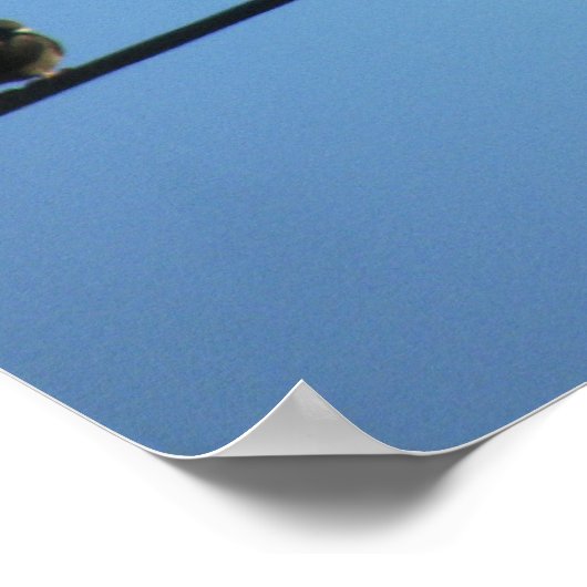 Tauben auf einer Powerline Poster (Ecke)