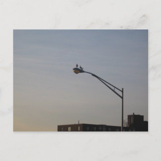 Tauben, die den Sonnenaufgang beobachten Postkarte