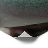 Tauben Druck Poster (Ecke)