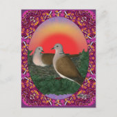 Tauben Gerahmt Postkarte (Vorderseite)