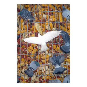 Tauben holen den Mais Fotodruck