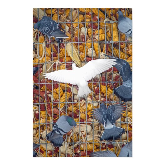 Tauben holen den Mais Fotodruck (Vorne)