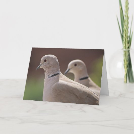 Tauben in der Liebe Karte (Vorderseite)