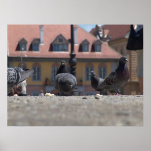 Tauben in der Stadt Poster